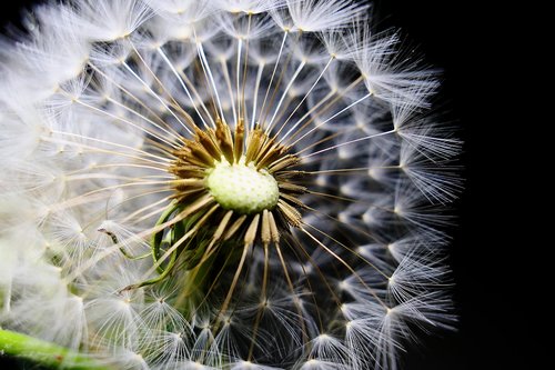 dandelion  nature  seeds