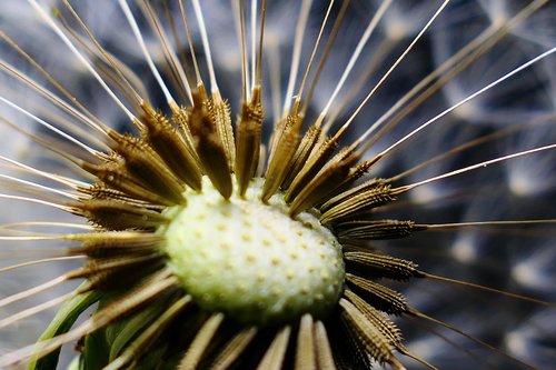 dandelion  nature  seeds