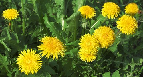 dandelion  mayflower  flowers