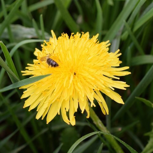 dandelion  bee  nectar
