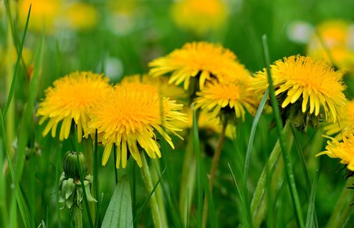 dandelion  pollen  nature