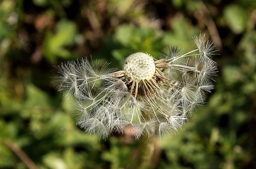 dandelion  pointed flower