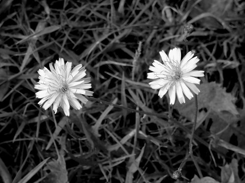 dandelion  nature  flowers