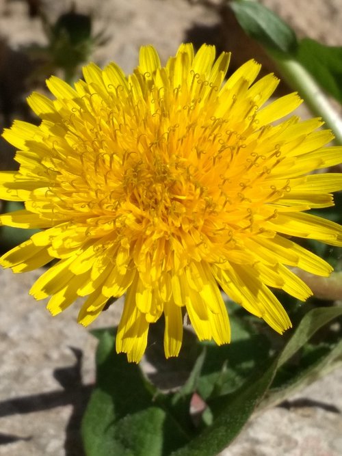 dandelion  yellow