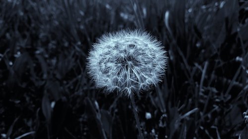 dandelion  nature  fluffy