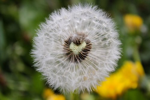 dandelion  heart  nature