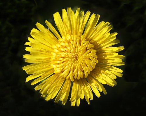 dandelion  mayflower  flowers