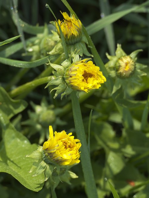 dandelion  mayflower  flowers