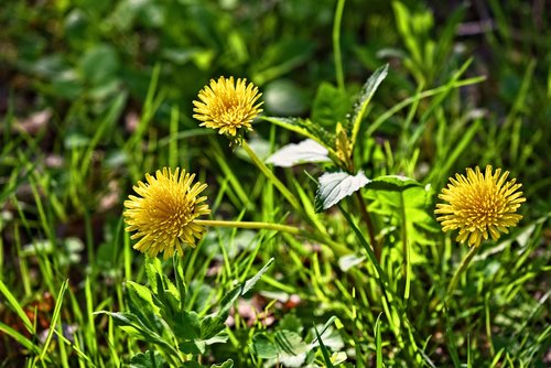 dandelion  flower  plant