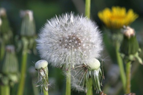 dandelion  seeds  close up