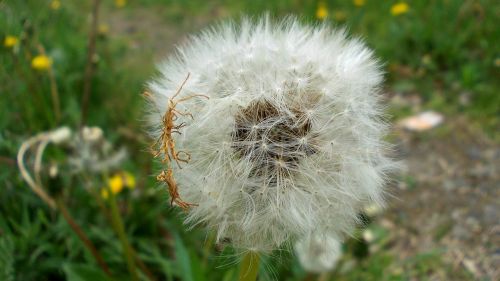 dandelion macro seeds