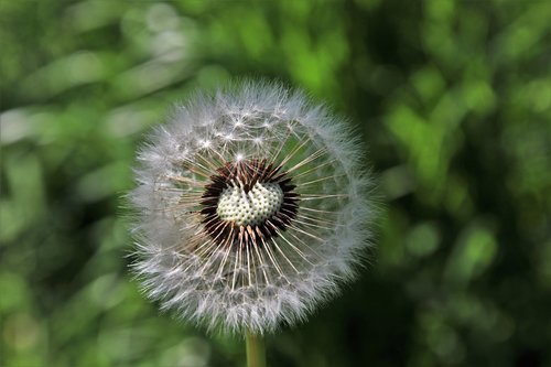 dandelion  spring  nature