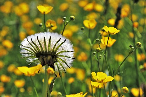 dandelion  spring  nuns