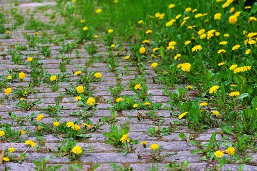 dandelion  patch  paving stones