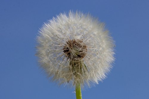 dandelion  fluffy  nature