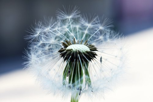 dandelion  nature  plant