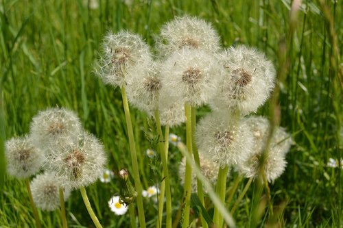 dandelion  nature  grass