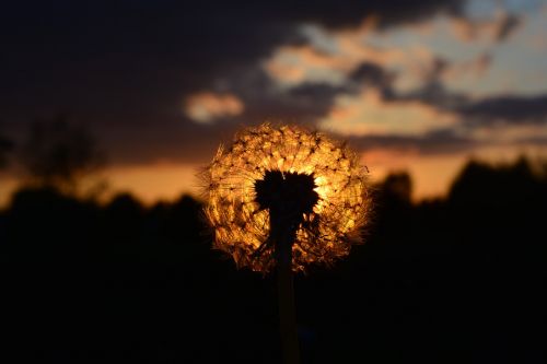 dandelion sunset afterglow