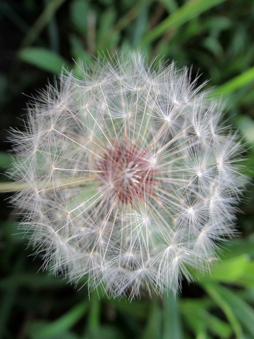 dandelion  summer  nature