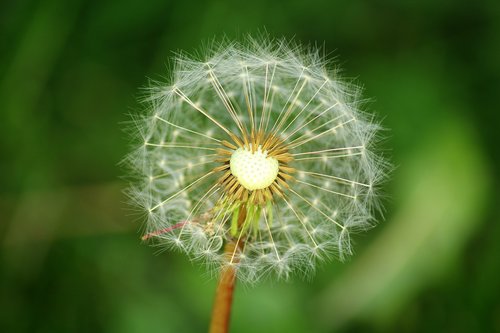 dandelion  seeds  season