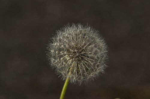 dandelion  plant  seeds