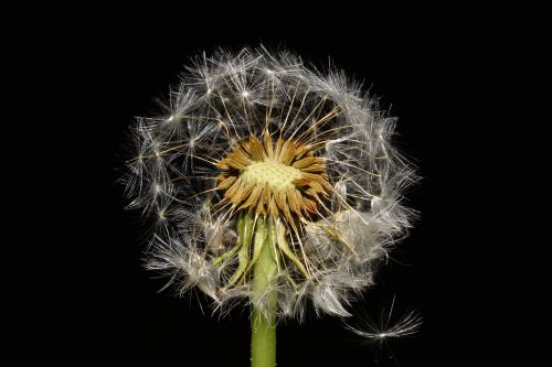 dandelion garden meadow