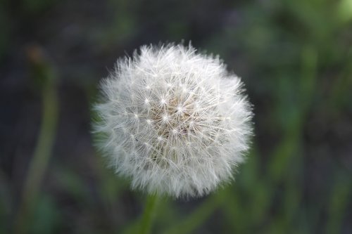 dandelion  plant  flower