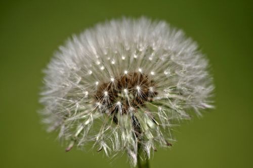 dandelion flower boll