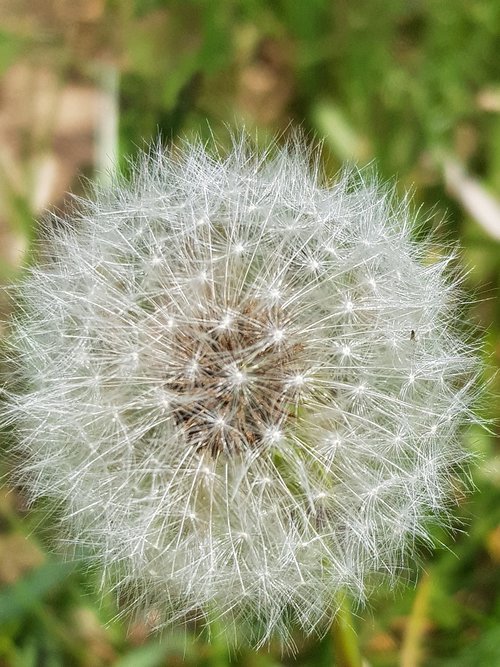 dandelion  nature  summer