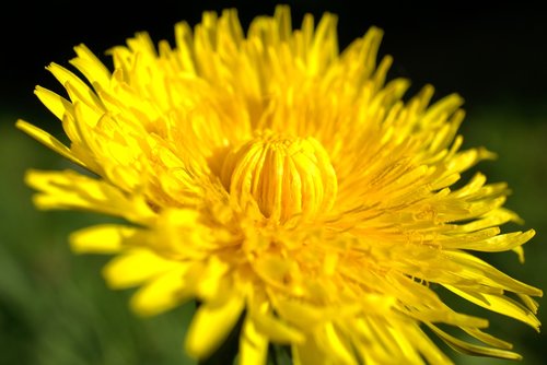 dandelion  yellow  flower