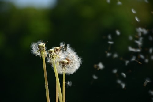 dandelion  flower  white