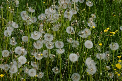 dandelion  weed  medicinal herb