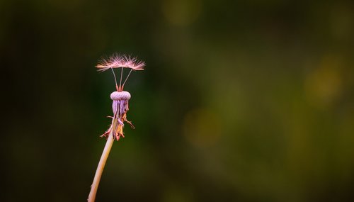 dandelion  lint  spring