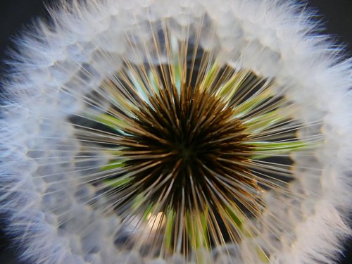 dandelion  downy  seed