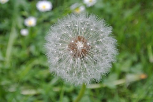 dandelion flower nature