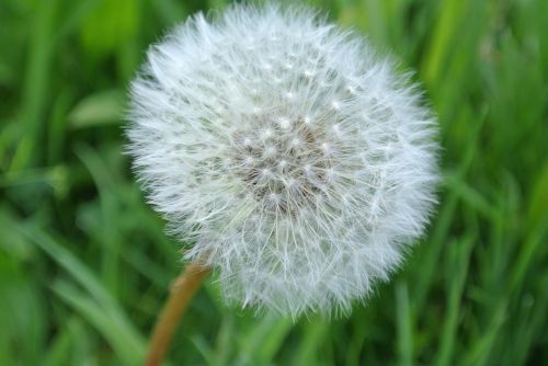 dandelion wild flower blossom