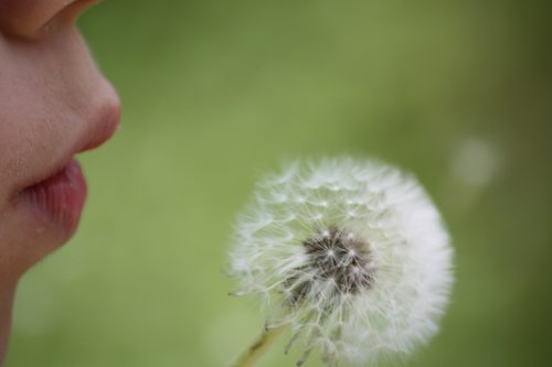 dandelion  macro  common dandelion