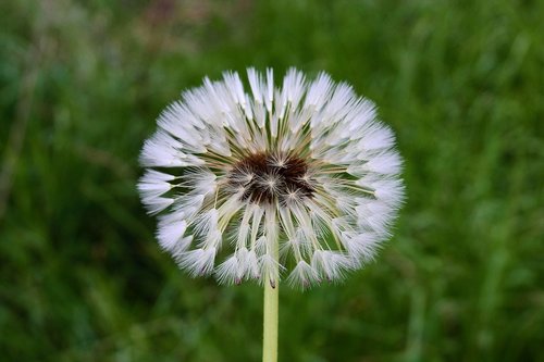 dandelion  nature  nuns