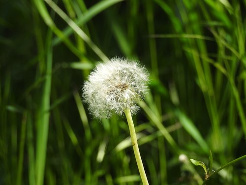 dandelion  grass  spring