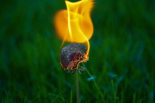 dandelion  plant  fire