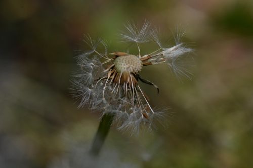 dandelion nature flower