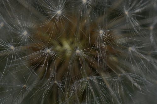 dandelion nature flower