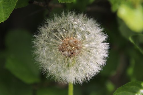 dandelion  seeds  close up