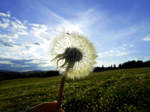 dandelion sun glow