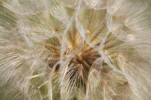 dandelion seeds wild plant