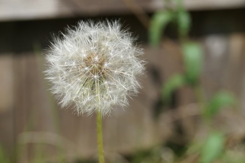 dandelion  seeds  close up