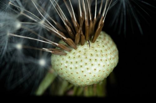 dandelion seeds faded