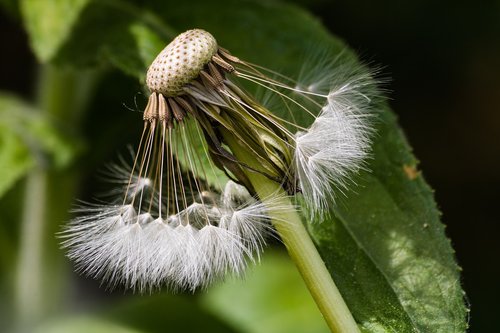 dandelion  seeds  natural