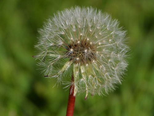 dandelion flower nature