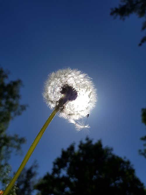 dandelion  sky  nature